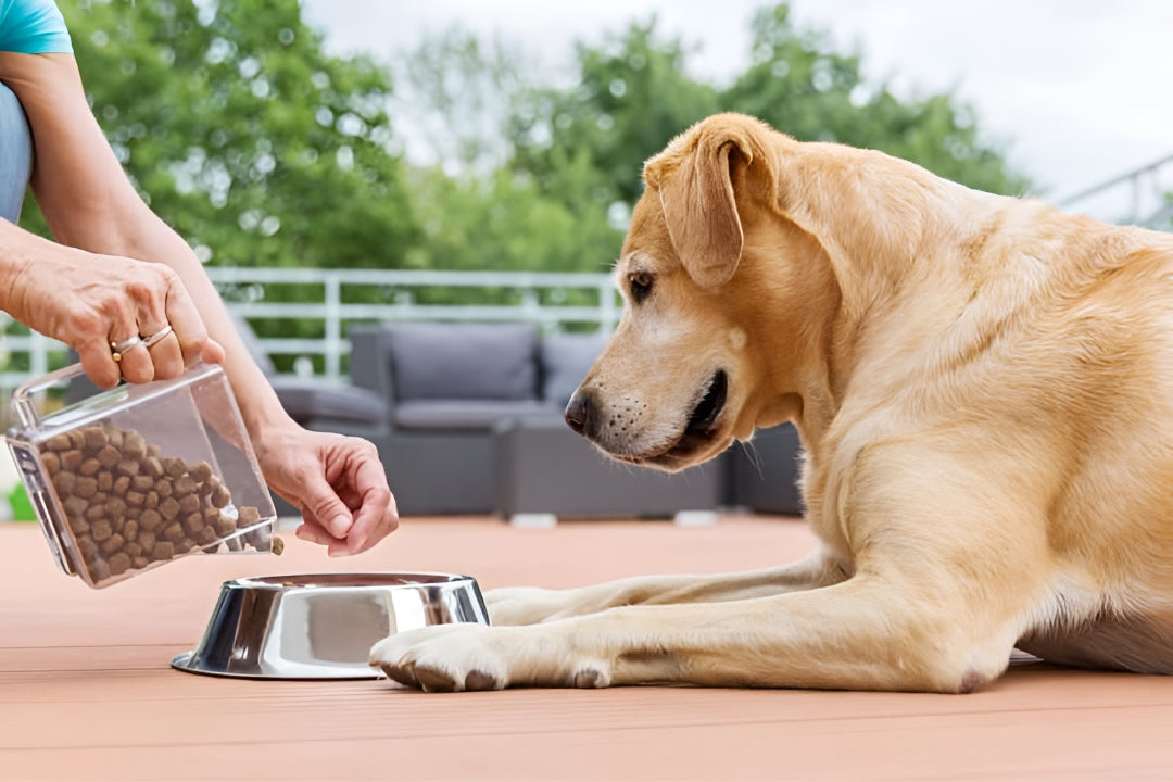 ESSENTIAL PET FEEDING GUIDE FOR OWNERS